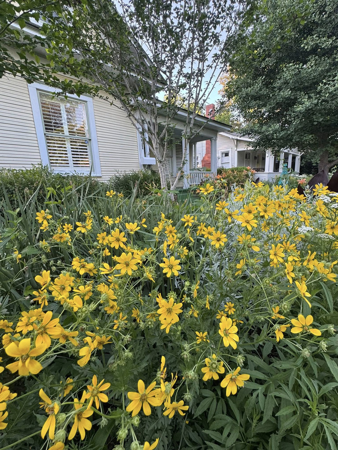 Junius Heights Historic District Yard of the Month May 2026