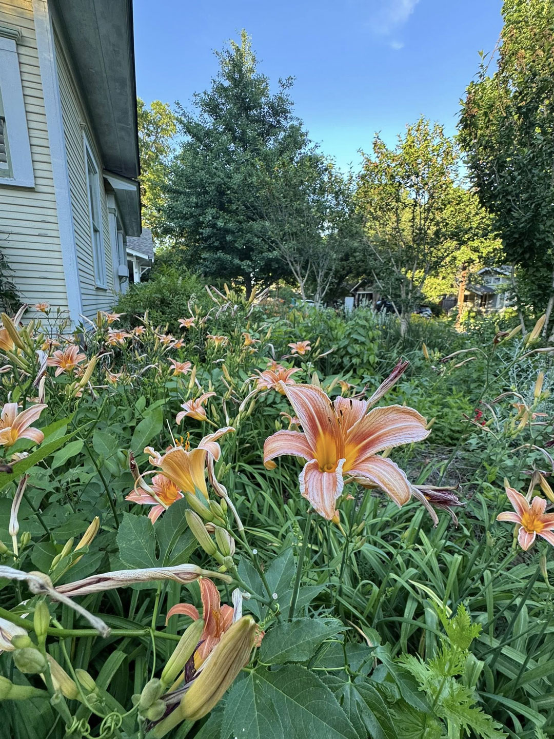 Junius Heights Historic District Yard of the Month May 2026