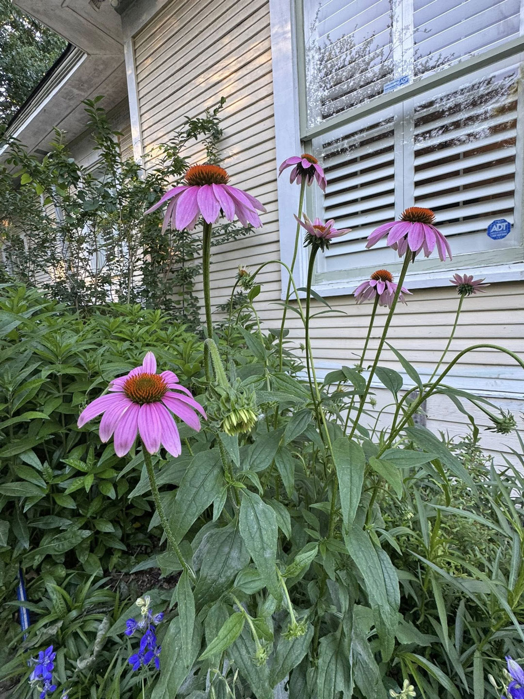 Junius Heights Historic District Yard of the Month May 2026
