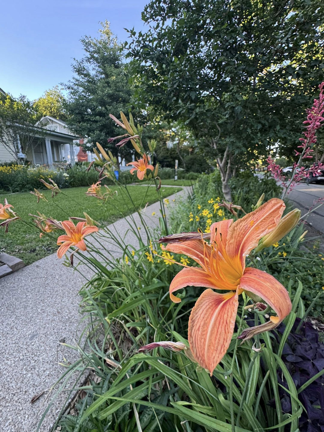 Junius Heights Historic District Yard of the Month May 2026