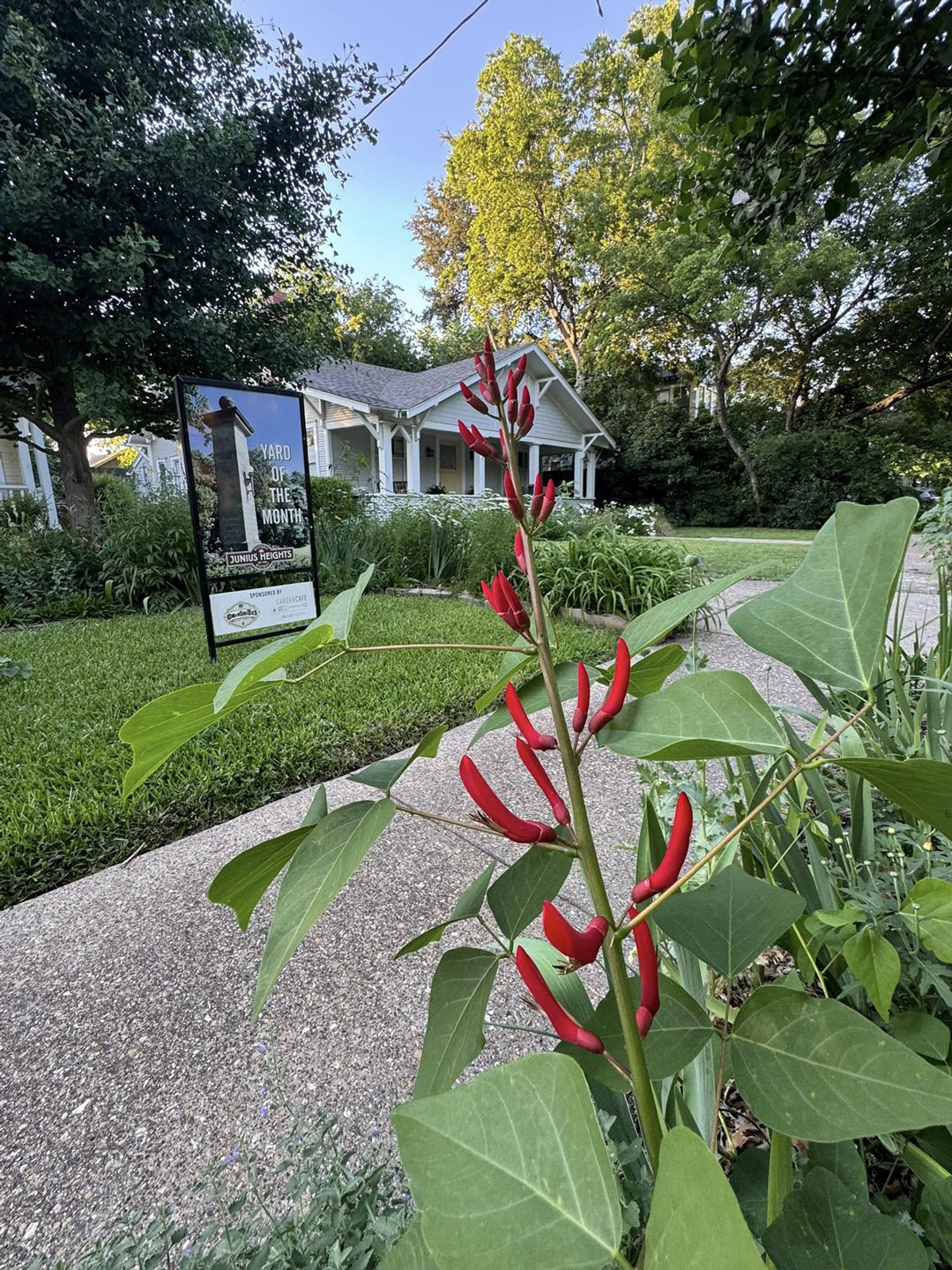 Junius Heights Historic District Yard of the Month May 2026