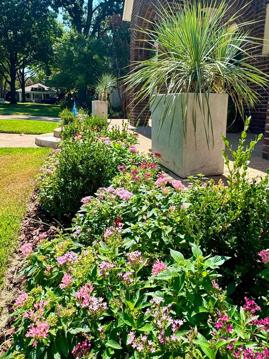 Junius Heights Historic District Yard of the Month September 2026