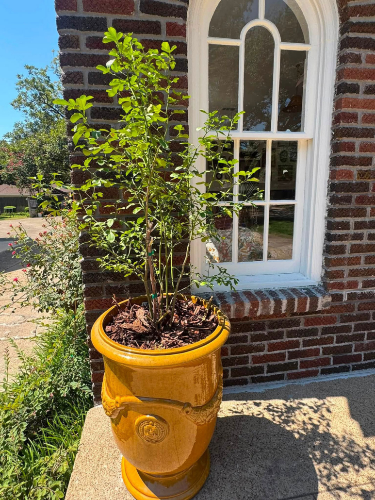 Junius Heights Historic District Yard of the Month September 2026